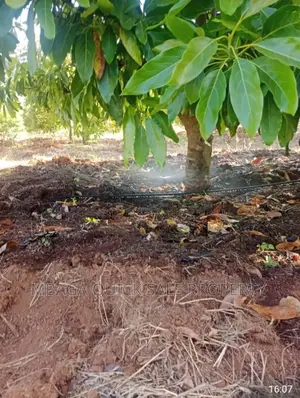 Avocado Farm for Sale at Njombe