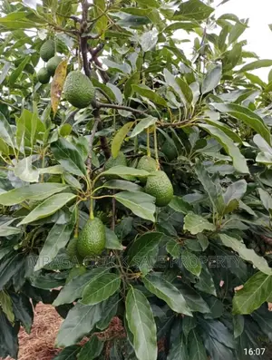 Avocado Farm for Sale at Njombe