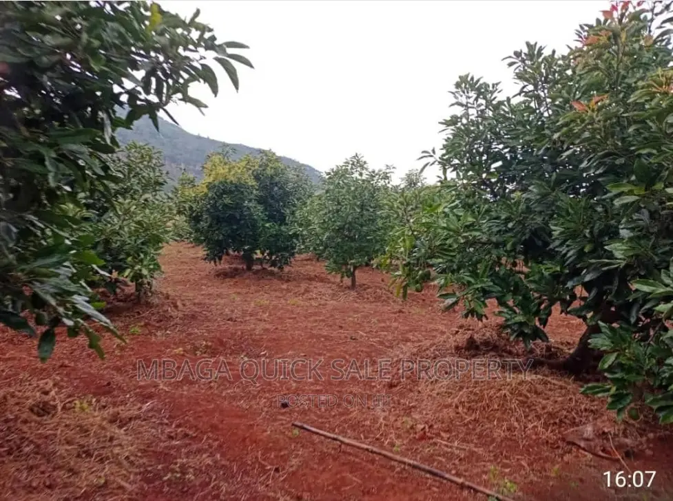 Avocado Farm for Sale at Njombe