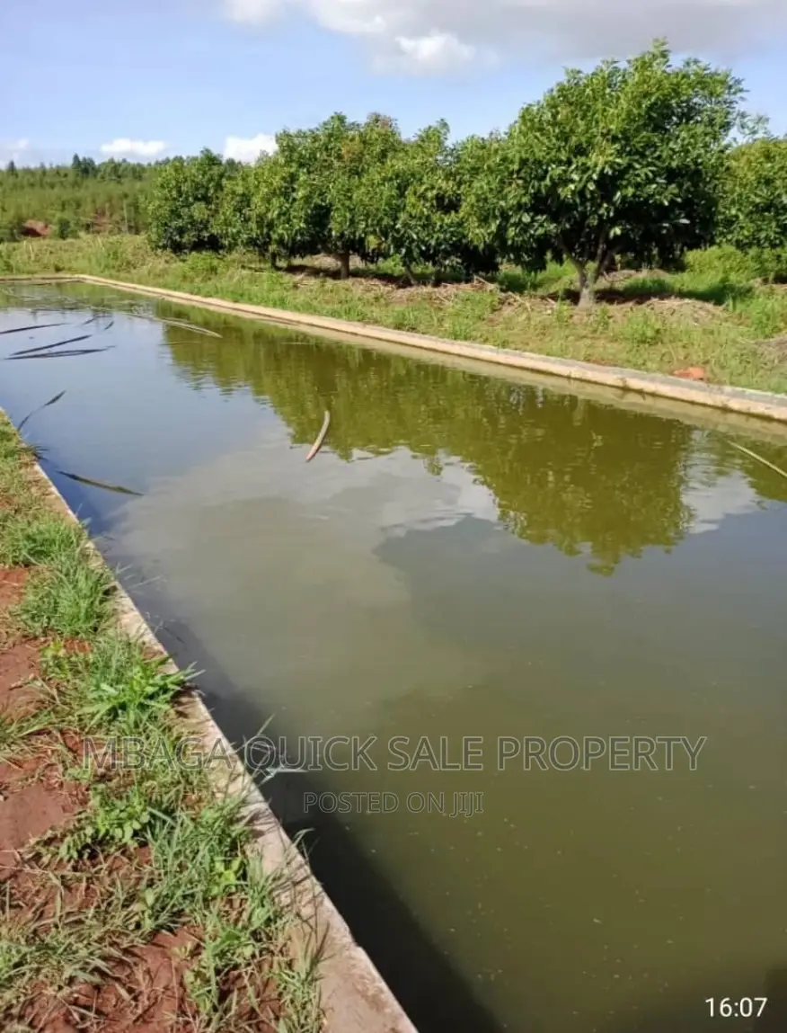 Avocado Farm for Sale at Njombe