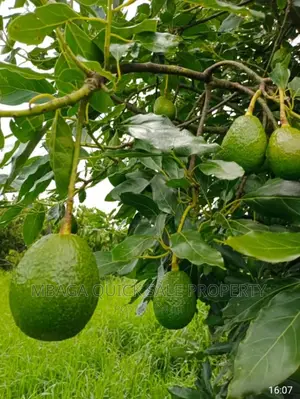 Avocado Farm for Sale at Njombe