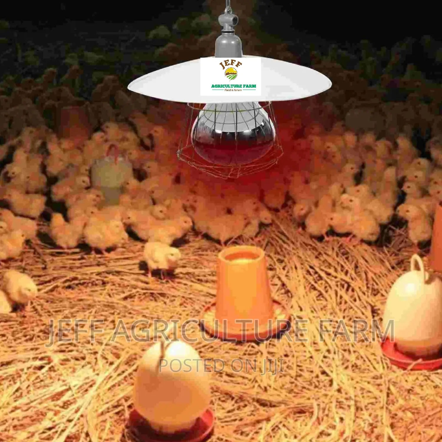 Super Favorite Infrared Bulb Available