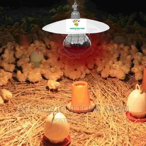 Super Favorite Infrared Bulb Available