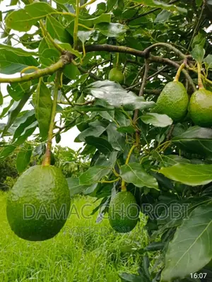 Farm for Sale Loction Njombe
