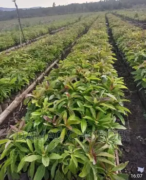 Shamba Bora Linauzwa Njombe