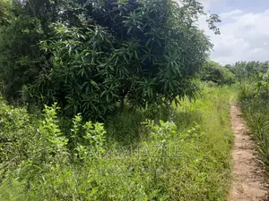 Shamba La Ekari 3 Fukayosi Bagamoyo