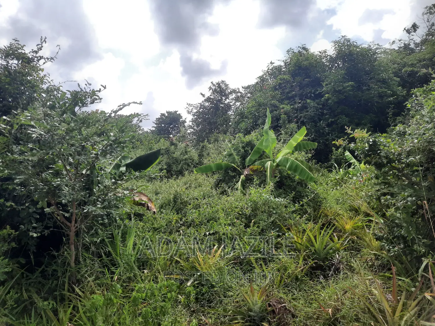 Shamba La Ekari 3 Fukayosi Bagamoyo