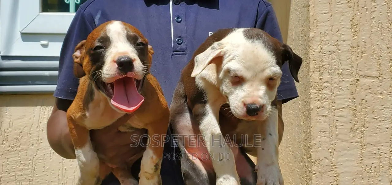 1-3 months Male Purebred American Pit Bull Terrier