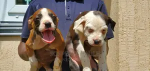 1-3 months Male Purebred American Pit Bull Terrier