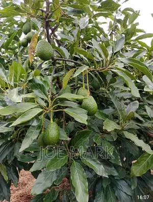Shamba La Parachichi Linauzwa Njombe