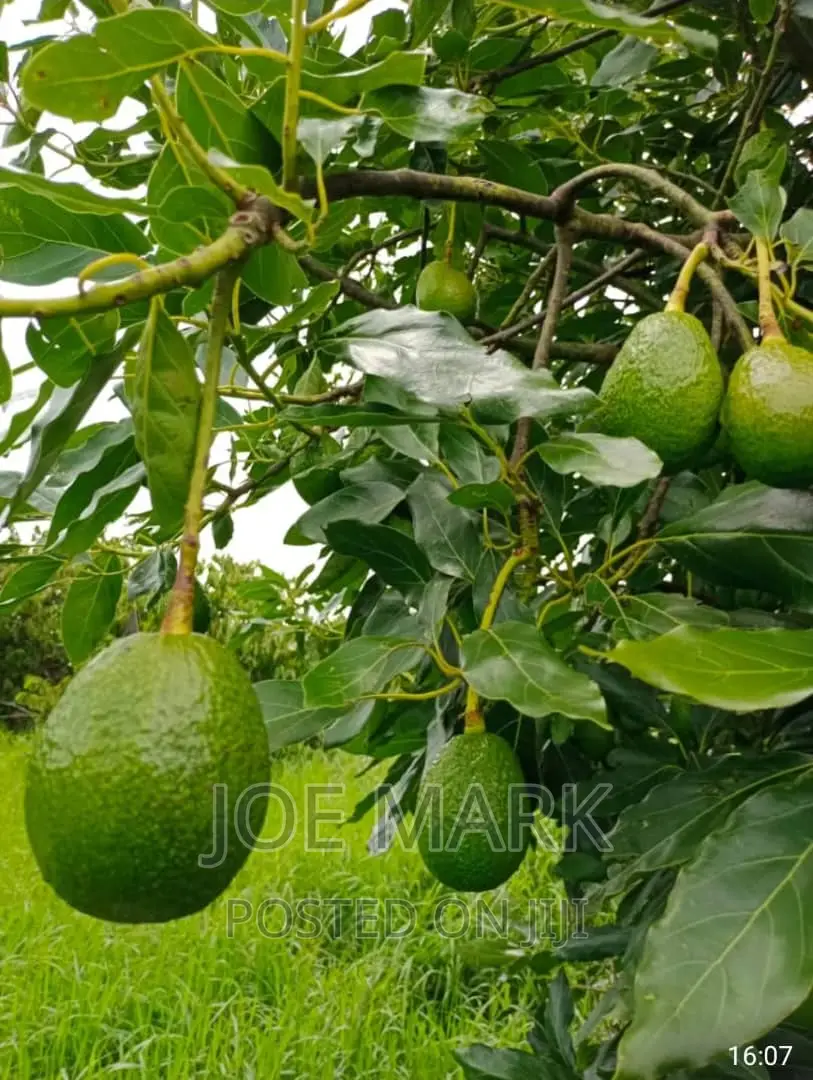 Shamba La Parachichi Linauzwa Njombe