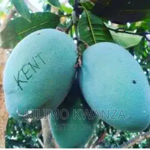 Miche Ya Miembe Ya Muda Mfupi