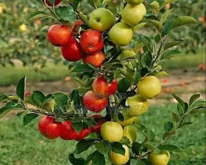 Miche Ya Apple