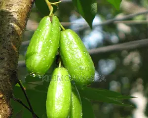 Miche Ya Matunda
