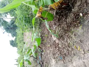 Kiwanja Kinauzwa Kibaha