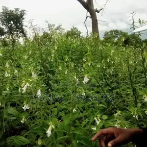 Shamba Bora Linauzwa Mihono Chalinze Pwani