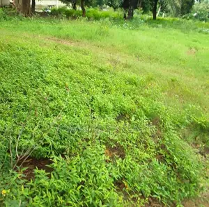 1000 SQM Plot for Sale at Ununio Beach