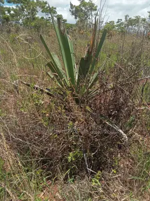 Shamba Linauzwa Kilolo