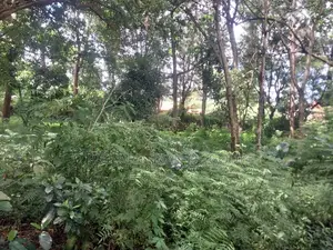 7000 Square Meters Of Land In Sakina-arusha