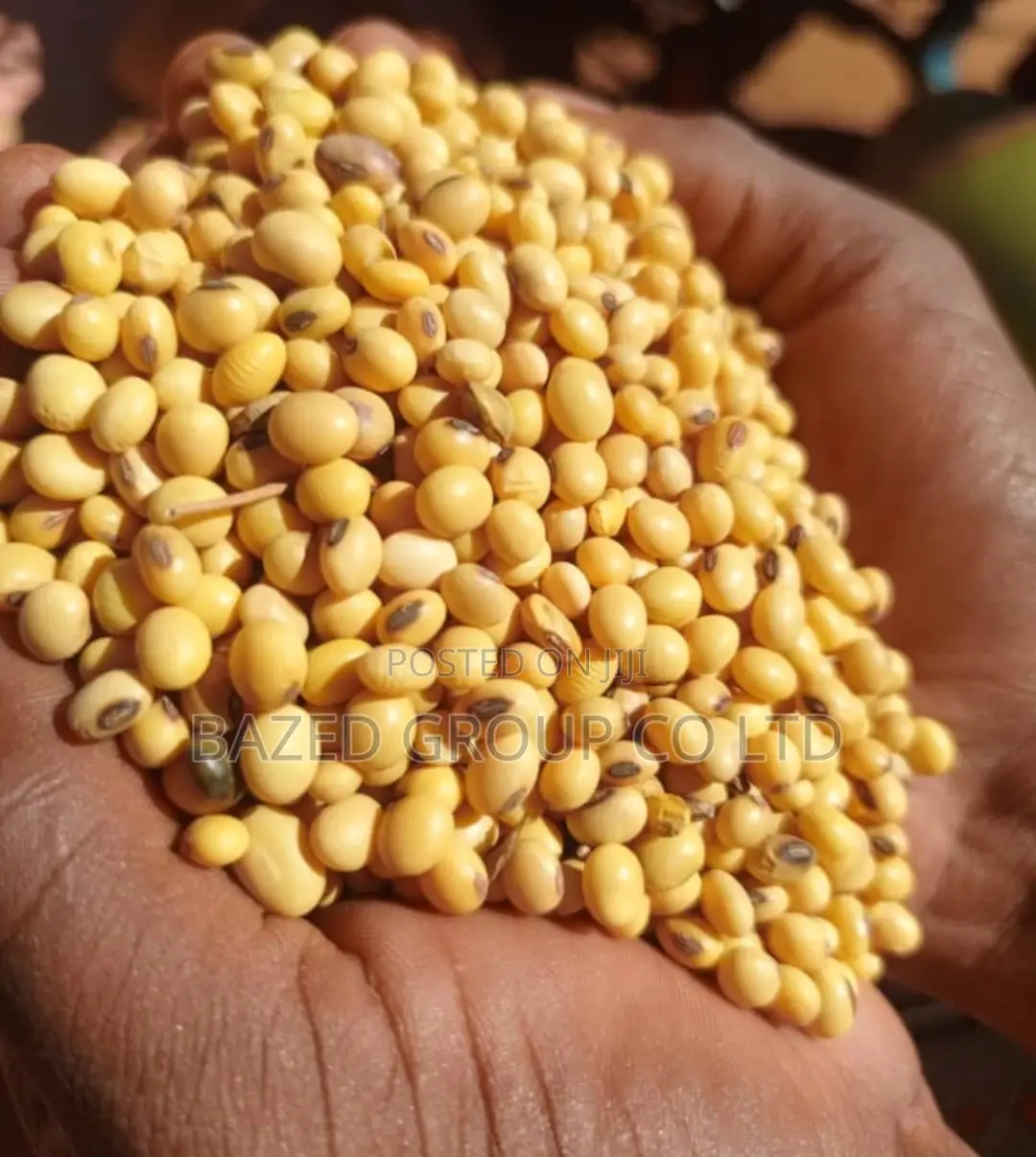 Soya Bean (Soya Lishe ) ,50kg