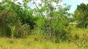 Eneo LA Heka 17 Linauzwa, Mwanza Kanyama