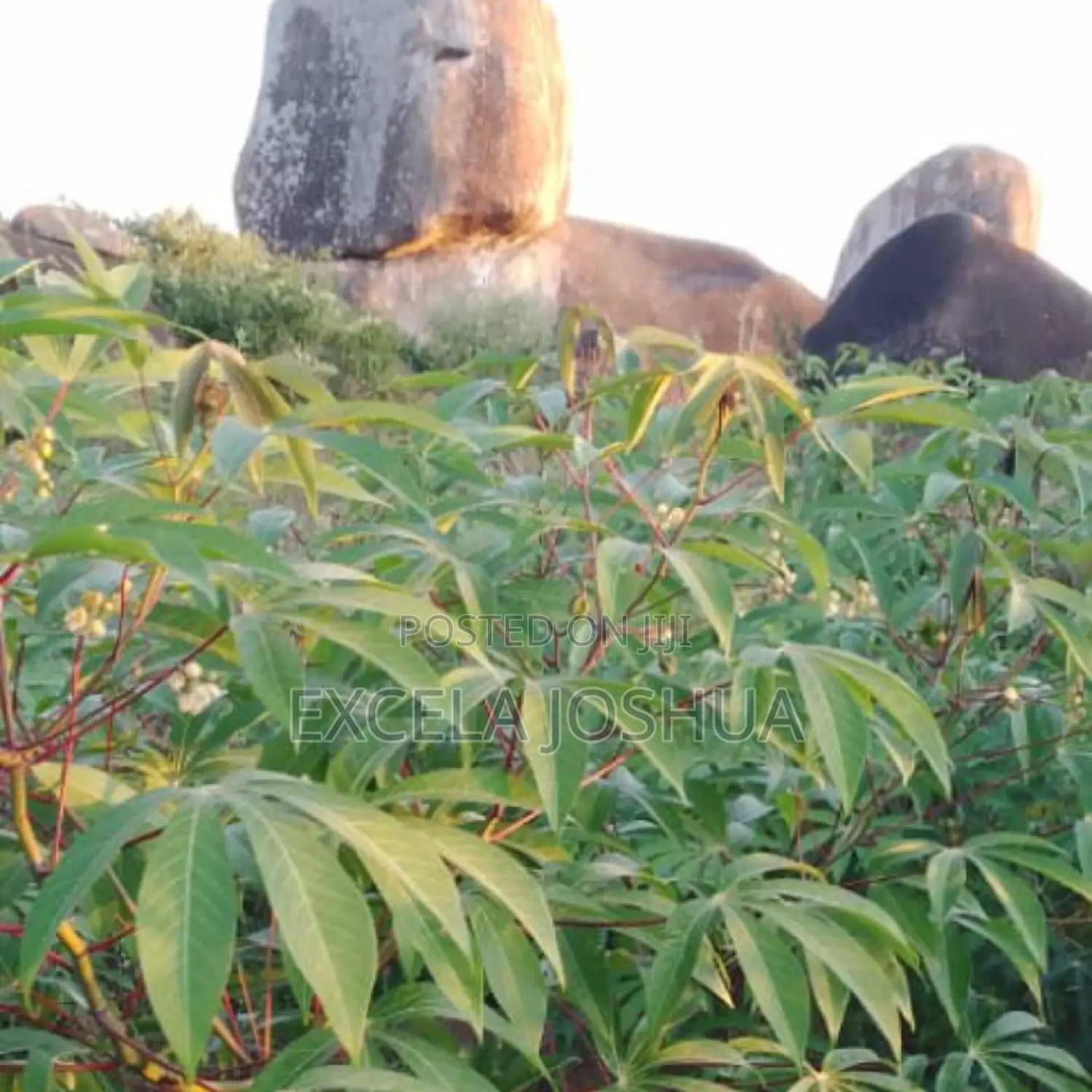 Viwanja Vilivyopimwa Vinauzwa Bwiru Mwanza