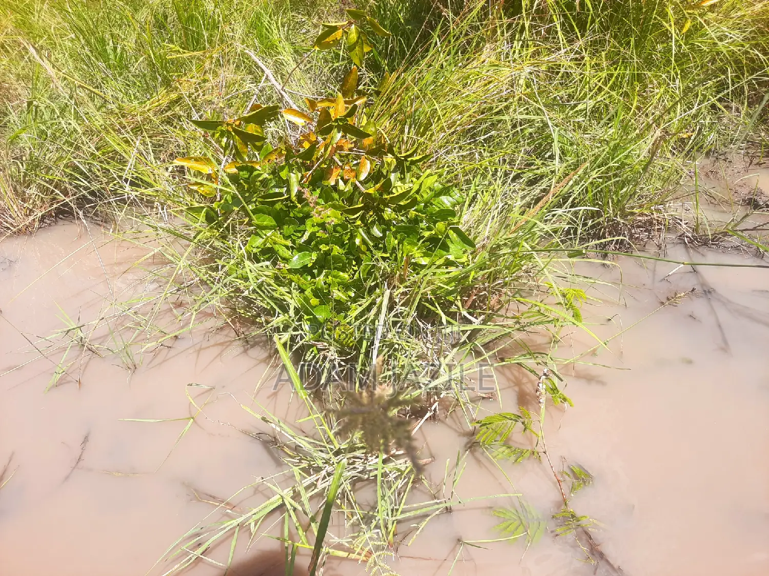 Shamba La Eksri 30 Linauzwa Mwavi Fukayosi Bagamoyo