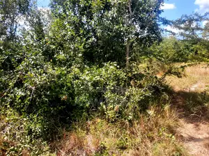 Shamba La Eksri 30 Linauzwa Mwavi Fukayosi Bagamoyo