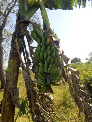 Shamba LA Ekari 50 Linauzwa Mbwewe Bagamoyo Chalinze