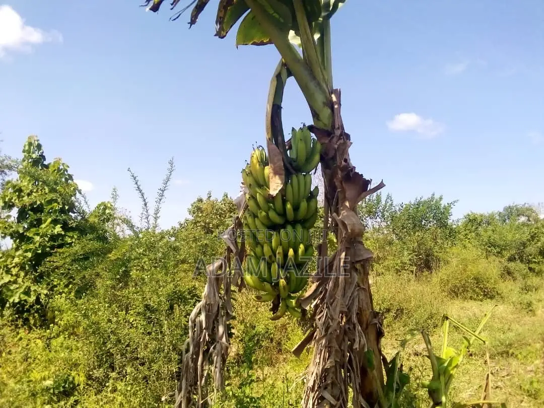 Shamba LA Ekari 50 Linauzwa Mbwewe Bagamoyo Chalinze