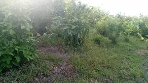 Shamba LA Ekari 100 Linauzwa Mwetemo Kiwangwa