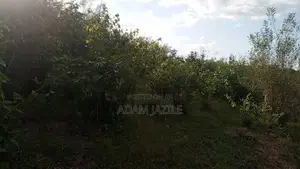 Shamba LA Ekari 100 Linauzwa Mwetemo Kiwangwa
