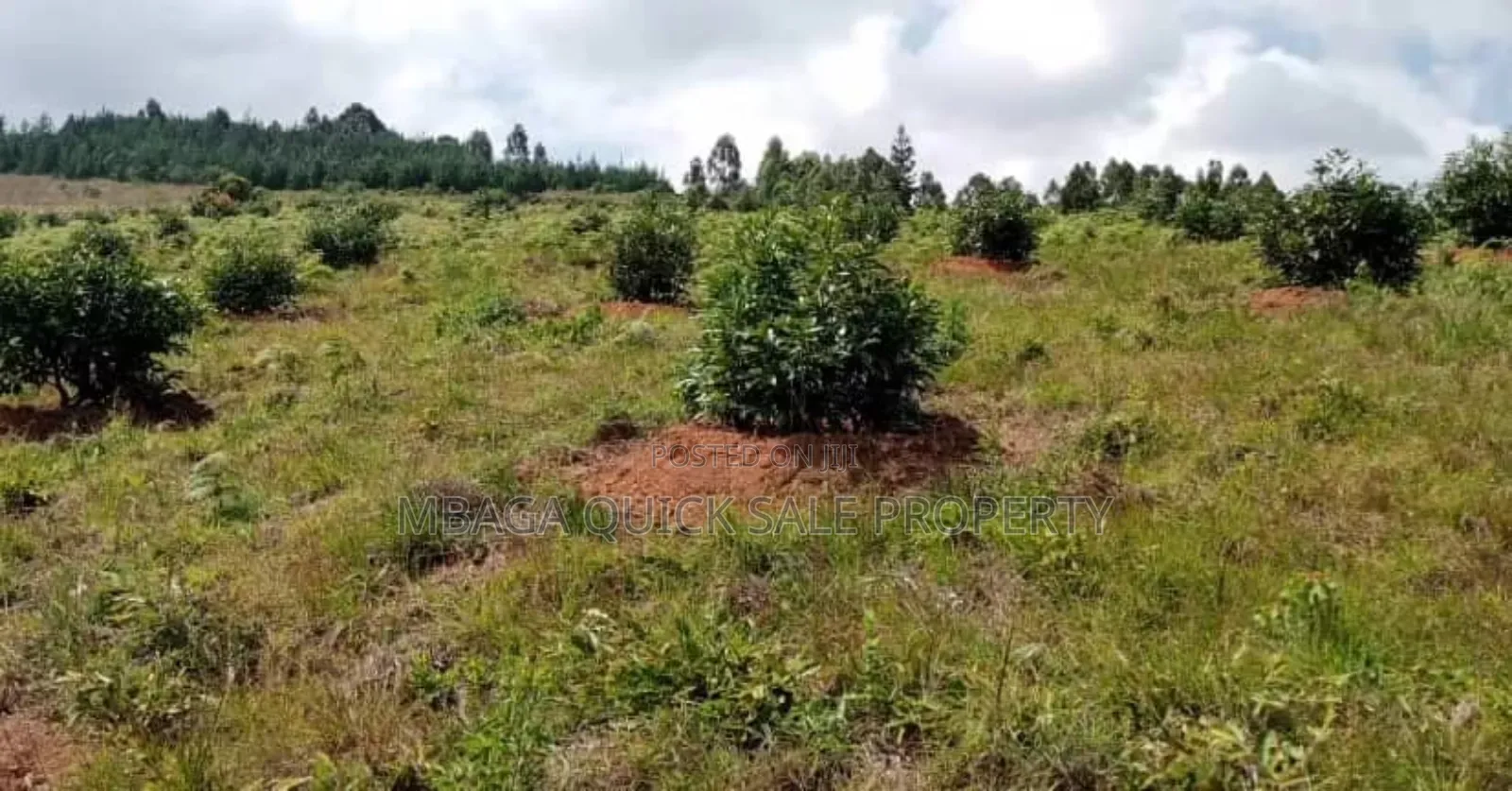 Shamba Linauzwa Kifanya Njombe
