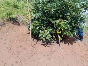 Shamba Linauzwa Kifanya Njombe