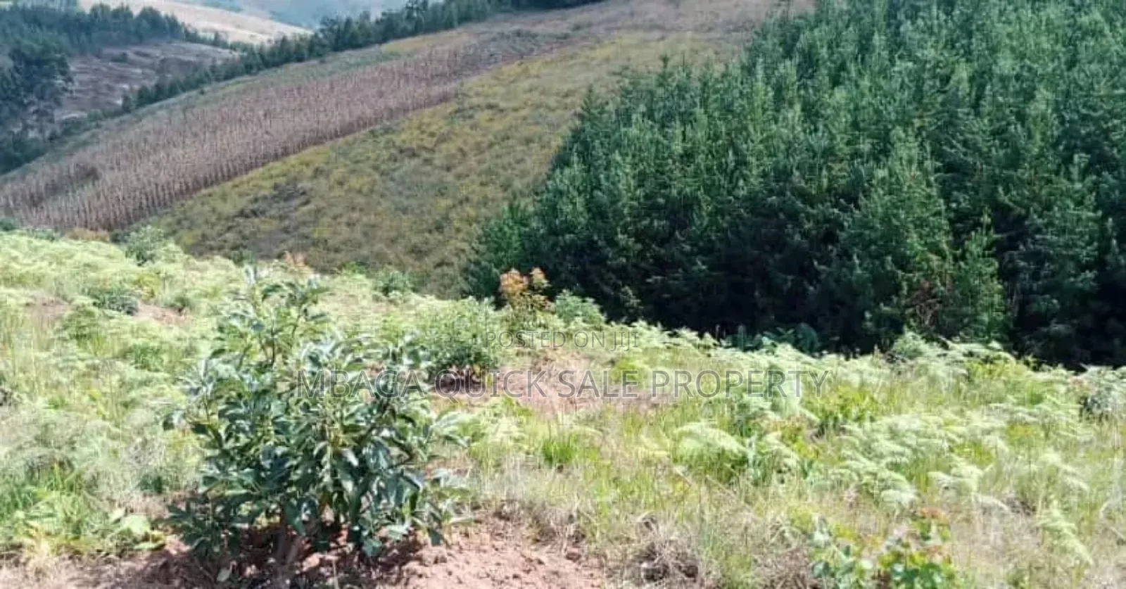 Shamba Linauzwa Kifanya Njombe