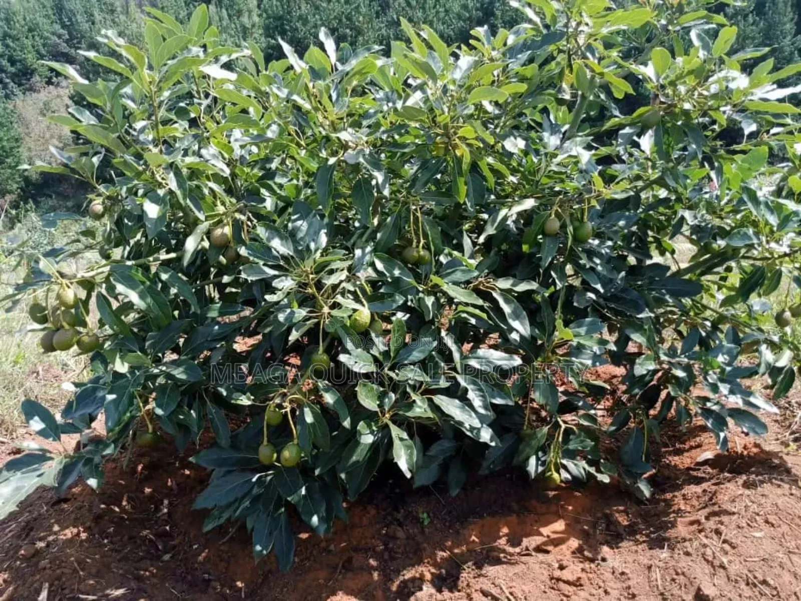 Shamba Linauzwa Kifanya Njombe