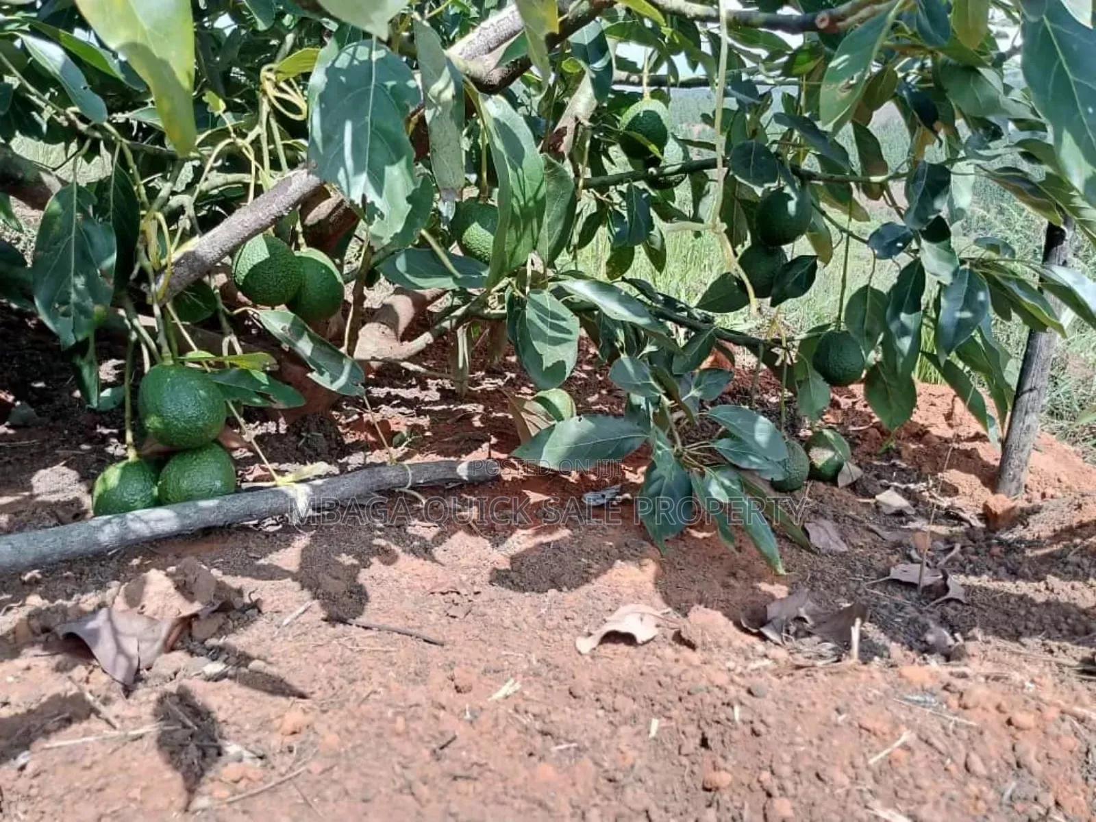 Farm for Sale at Njombe