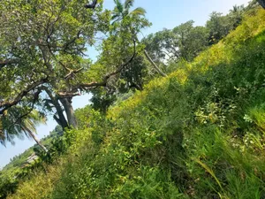 Plot for Sale at Mkuranga , Plot With 25 Acres,