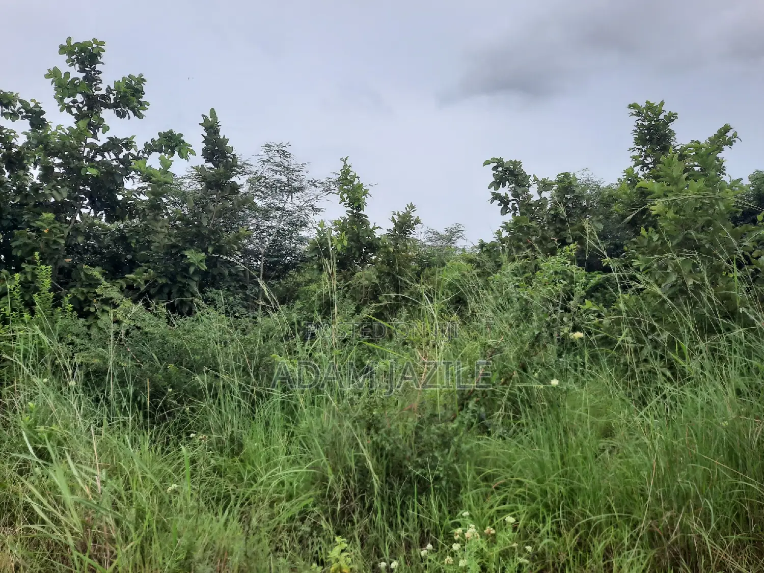 Shamba La Ekari 20 Linauzwa Mwavi Fukayosi