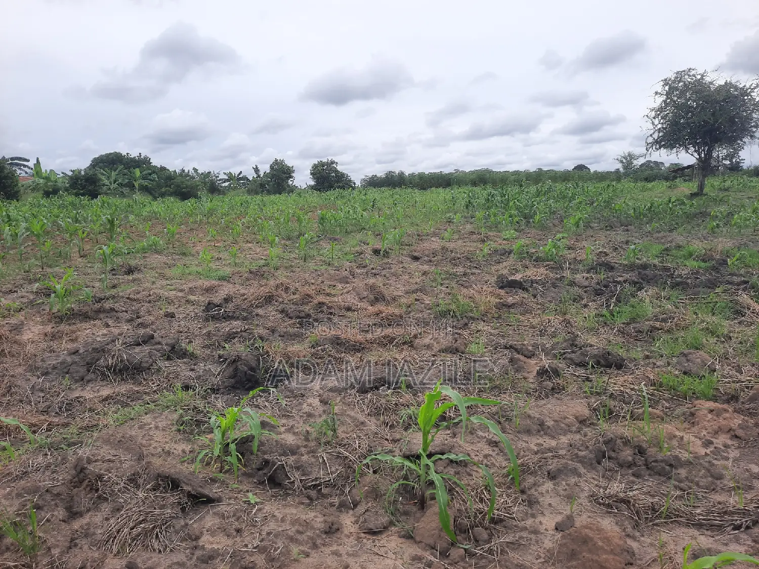 Shamba La Ekari 20 Linauzwa Mwavi Fukayosi