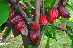 Miche Ya Cocoa