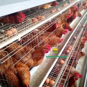 Cages Kuku 128