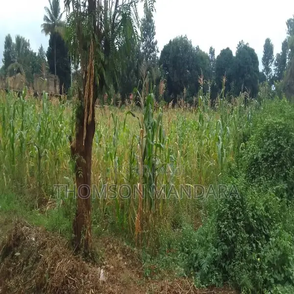 Plot at Shanty Town Moshi