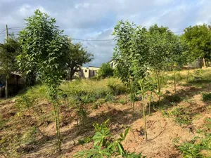2 Plot for Sale at Goba Kulangwa