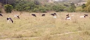Shamba Linauzwa Acre 1350 Iringa Vijiji