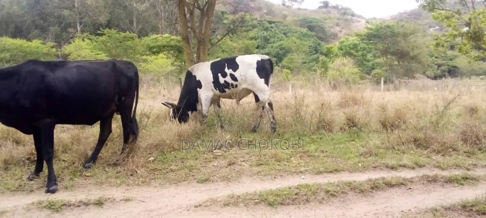 Shamba Linauzwa Acre 1350 Iringa Vijiji