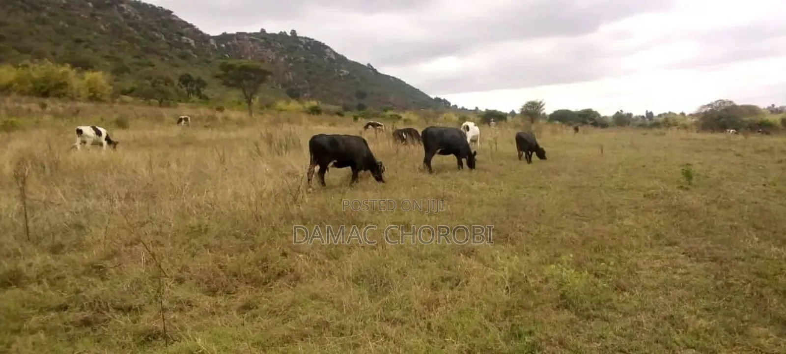 Shamba Linauzwa Acre 1350 Iringa Vijiji