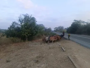 Shamba Limekamata Main Road Linauzwa Mbwewe, Wilaya Chalinze