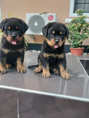 1-3 months Male Purebred Rottweiler