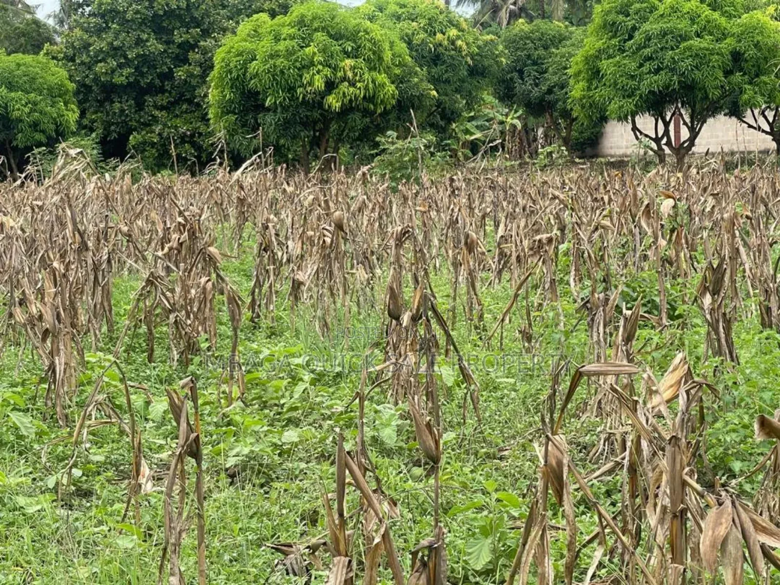 Plot for Sale at Kibaha Miembeni